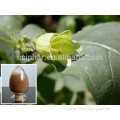 Sciphar Supply High Quality Belladonna Extract